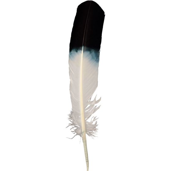 Plume d'aigle, Faux Plume d'aigle, Faux
