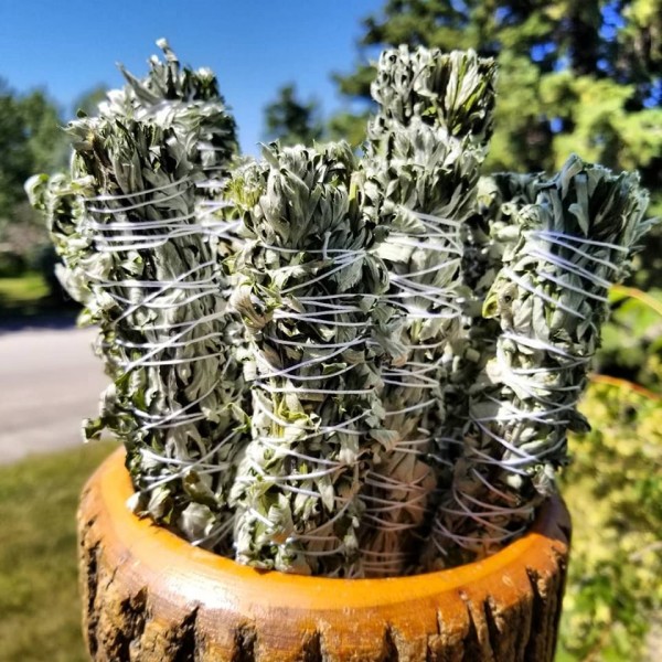 Armoise commune Smudge Stick - canadien cultivé