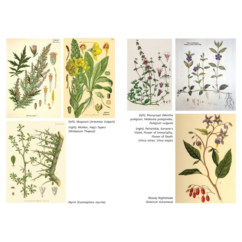 Herbes sacrées de Samhain - Ellen Evert Hopman Herbes sacrées de Samhain - Ellen Evert Hopman