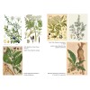 Herbes sacrées de Samhain - Ellen Evert Hopman Herbes sacrées de Samhain - Ellen Evert Hopman