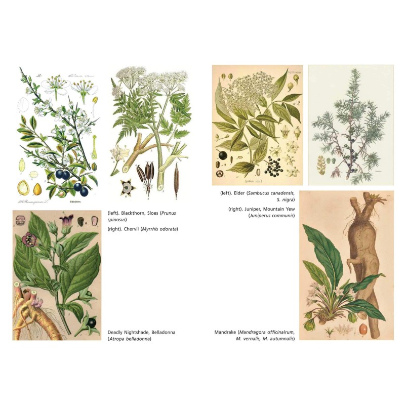 Herbes sacrées de Samhain - Ellen Evert Hopman Herbes sacrées de Samhain - Ellen Evert Hopman