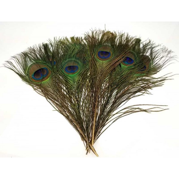 Peacock Feather, Pack of Three