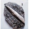 Orthoceras Fossil on Matrix, Specimens Orthoceras Fossil on Matrix, Specimens