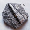 Orthoceras Fossil on Matrix, Specimens Orthoceras Fossil on Matrix, Specimens