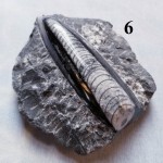 Fossile dorthocèras sur la matrice, Specimens