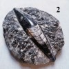 Orthoceras Fossil on Matrix, Specimens Orthoceras Fossil on Matrix, Specimens