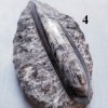 Orthoceras Fossil on Matrix, Specimens Orthoceras Fossil on Matrix, Specimens