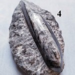 Orthoceras Fossil on Matrix, Specimens