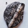 Orthoceras Fossil on Matrix, Specimens Orthoceras Fossil on Matrix, Specimens