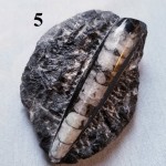 Orthoceras Fossil on Matrix, Specimens