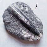 Fossile dorthocèras sur la matrice, Specimens