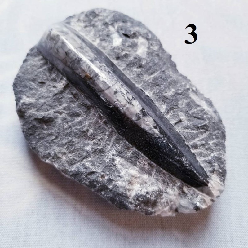 Orthoceras Fossil on Matrix, Specimens Orthoceras Fossil on Matrix, Specimens