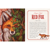 Illustrated Bestiary Book & Cards Illustrated Bestiary Book & Cards