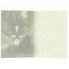 Carte de voeux: Spellbound Carte de voeux: Spellbound