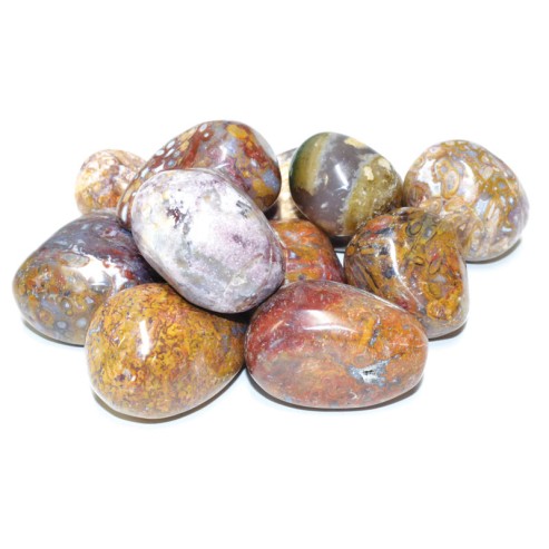 Mousse Agate avec le bois pétrifié Mousse Agate avec le bois pétrifié