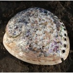 Abalone Shell From South Africa