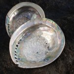 Abalone Shell From South Africa
