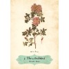 Oracle des Roses - Cheralyn Darcey Oracle des Roses - Cheralyn Darcey