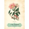 Oracle des Roses - Cheralyn Darcey Oracle des Roses - Cheralyn Darcey