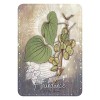 Cartes Oracle Magickal Herb Cartes Oracle Magickal Herb