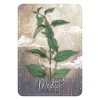 Cartes Oracle Magickal Herb Cartes Oracle Magickal Herb
