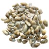 Chevron Prasiolite, Tumbled Chevron Prasiolite, Tumbled