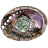 Green Abalone Shell, 4.5 Green Abalone Shell, 4.5