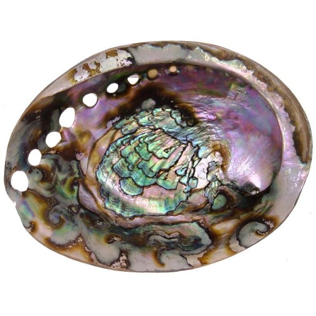 Green Abalone Shell, 4.5 Green Abalone Shell, 4.5