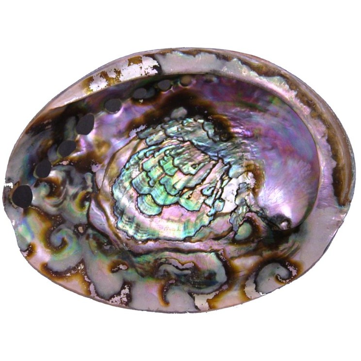 Green Abalone Shell, 4.5 Green Abalone Shell, 4.5