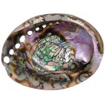 Green Abalone Shell, Old Growth, Large