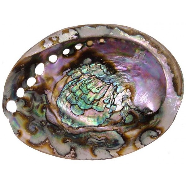 Green Abalone Shell, 6