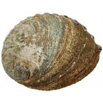 Green Abalone Shell, 6"