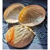 Coquille d’ormeau perlée Coquille d’ormeau perlée