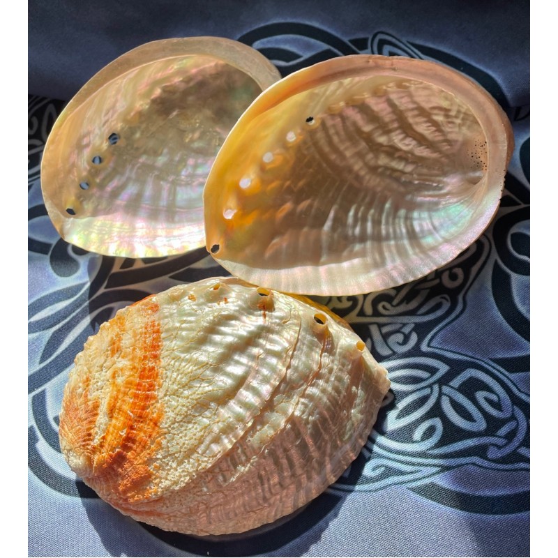 Coquille d’ormeau perlée Coquille d’ormeau perlée