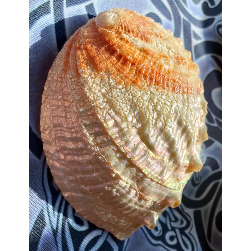 Coquille d’ormeau perlée Coquille d’ormeau perlée