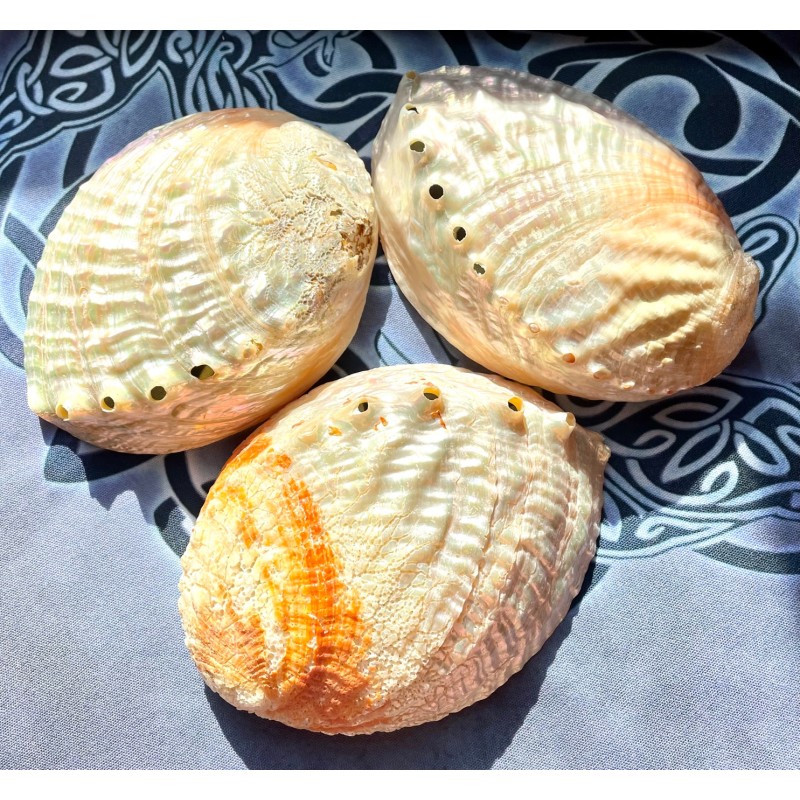 Coquille d’ormeau perlée Coquille d’ormeau perlée