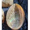Coquille d’ormeau perlée Coquille d’ormeau perlée
