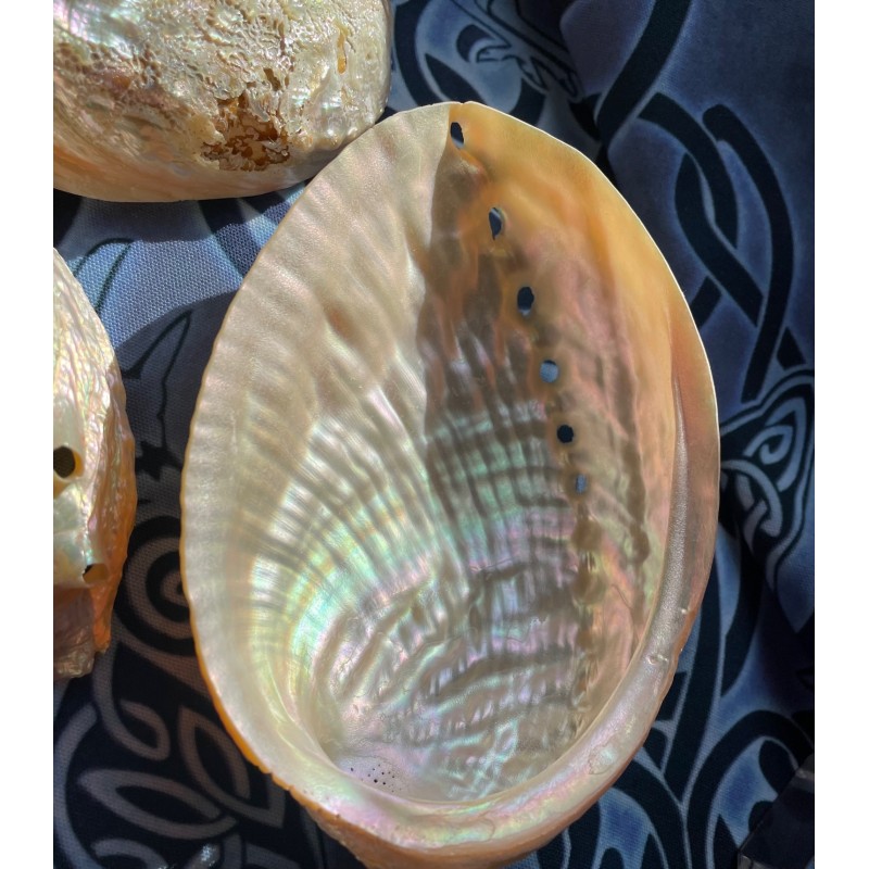 Coquille d’ormeau perlée Coquille d’ormeau perlée