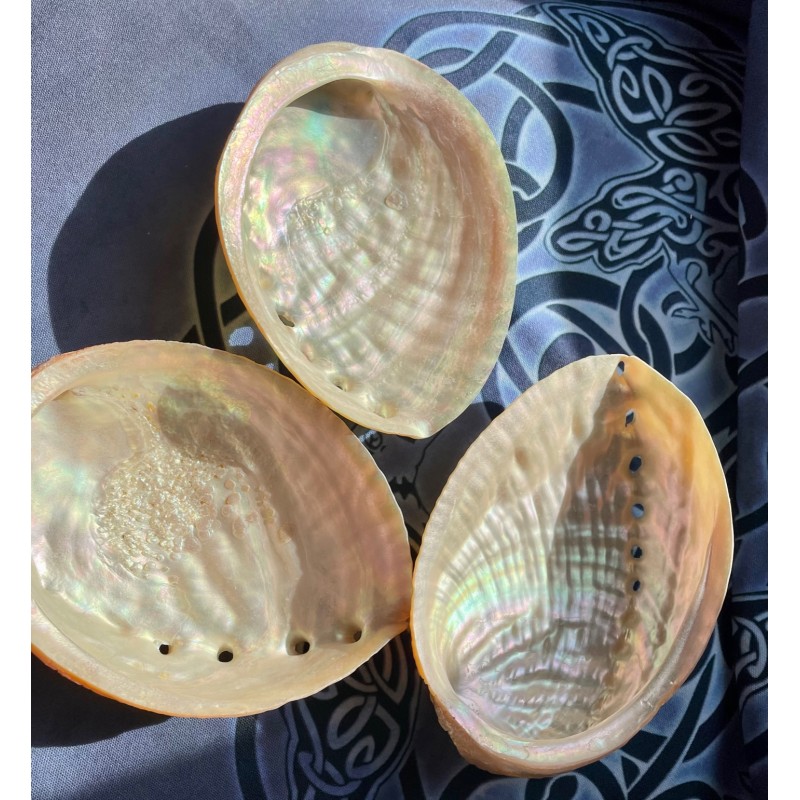 Coquille d’ormeau perlée Coquille d’ormeau perlée