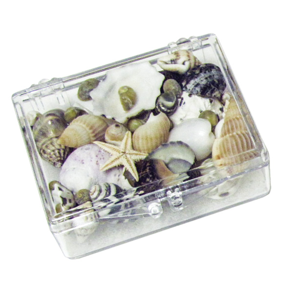 Coquillages de la mer - Mini Box