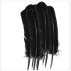 Plumes, diverses couleurs Plumes, diverses couleurs