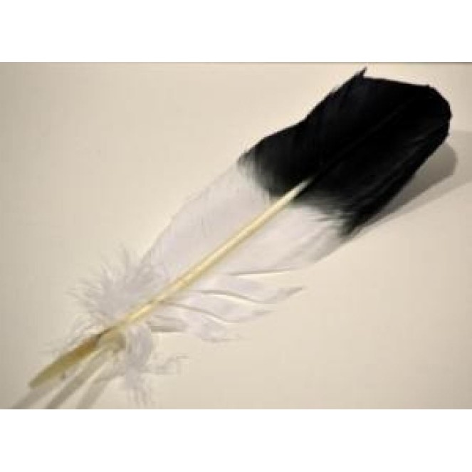 Plume d'aigle, Faux Plume d'aigle, Faux
