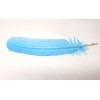 Plumes, diverses couleurs Plumes, diverses couleurs