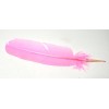 Plumes, diverses couleurs Plumes, diverses couleurs