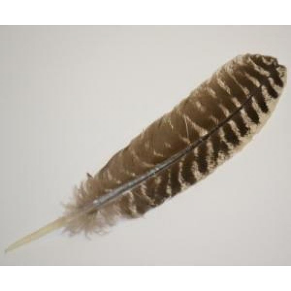 Bronze Turkey Tail Feather