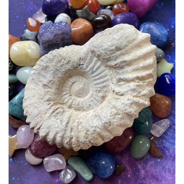 Spécimen fossile d’ammonite A ~ Connectez-vous avec le passé ancien