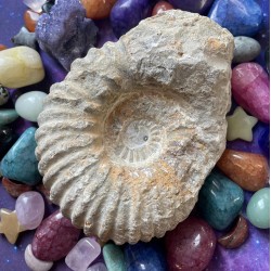 Spécimen fossile d’ammonite B ~ Connectez-vous avec le passé ancien