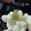 Moldavite Specimen D ~ Spiritual Transformation Moldavite Specimen D ~ Spiritual Transformation
