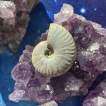 Ammonite irisée spécimen A