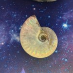 Ammonite irisée spécimen A